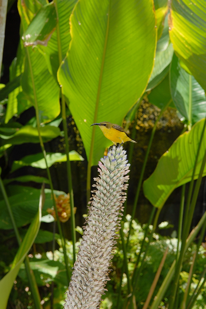 0220 Cairns Botanic Gardens.jpg